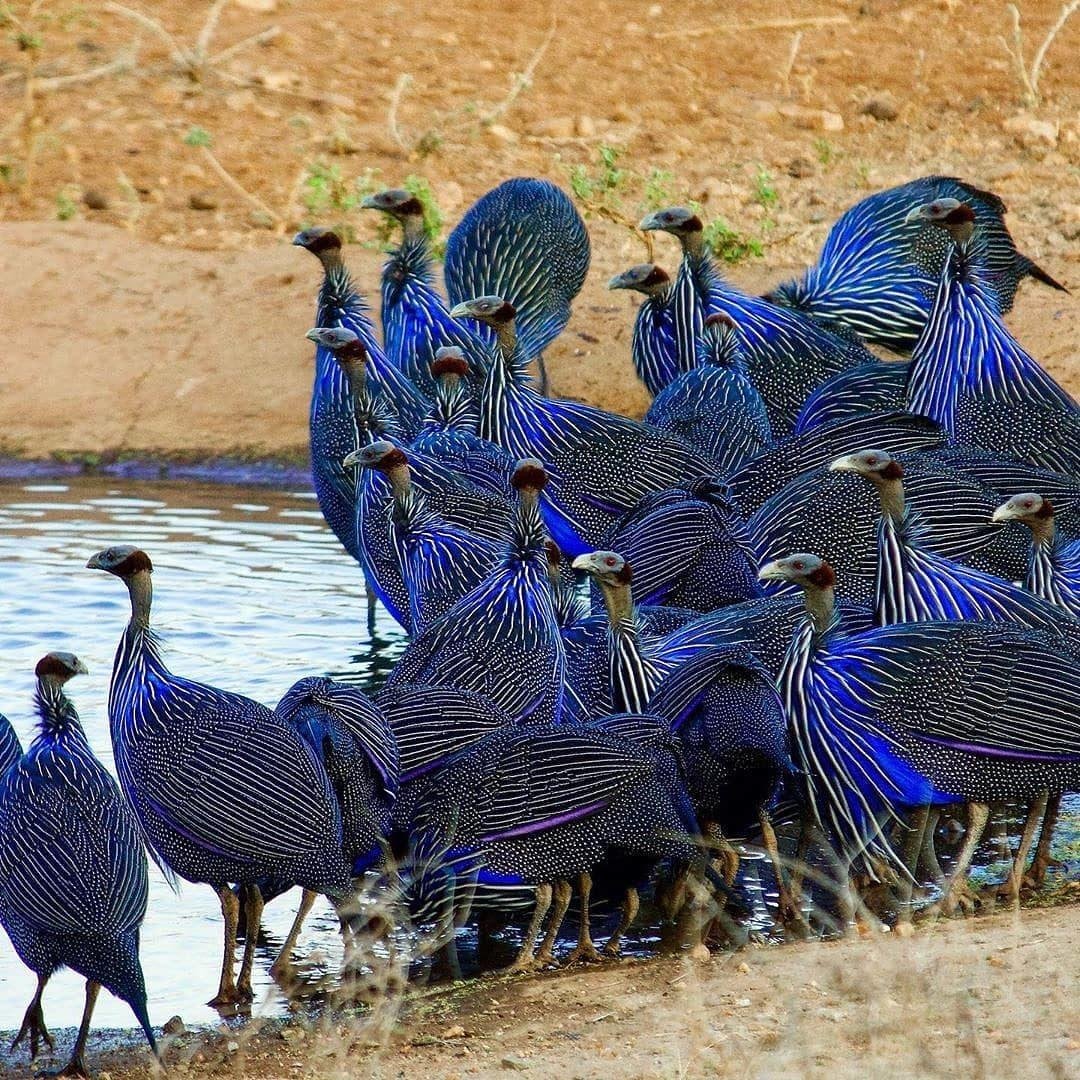 Национальный парк Амбосели птицы