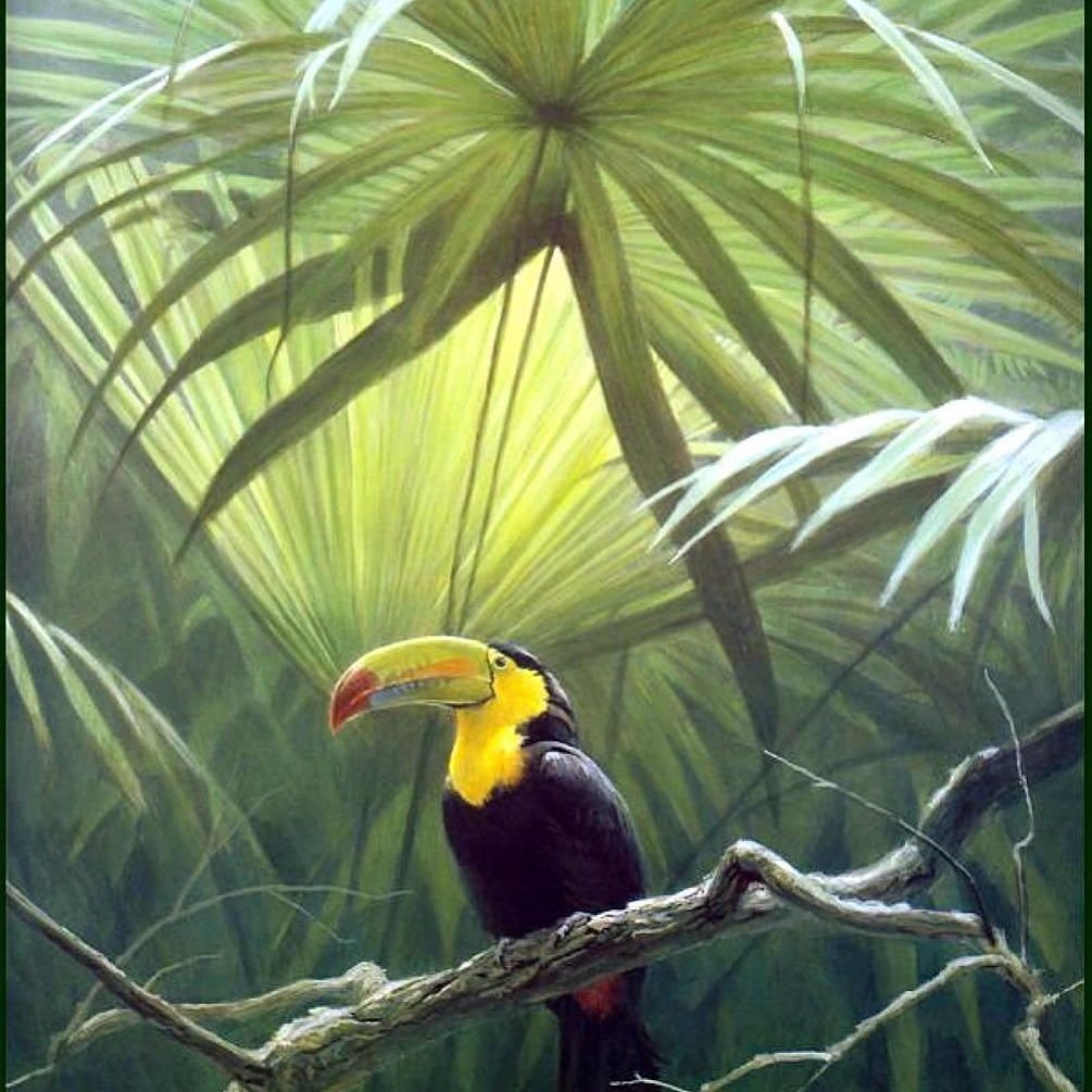 Птицы африки картинки