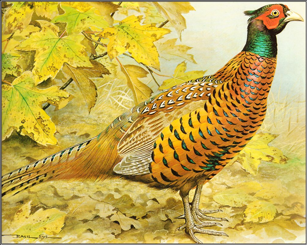 Фазан орнамент