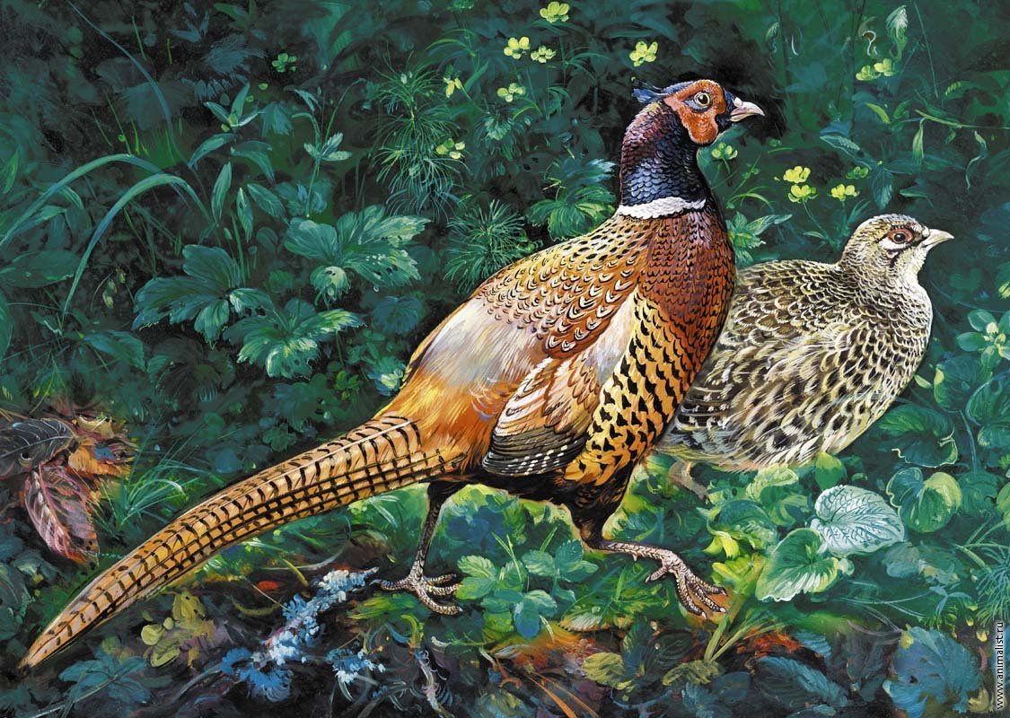 Фазан орнамент