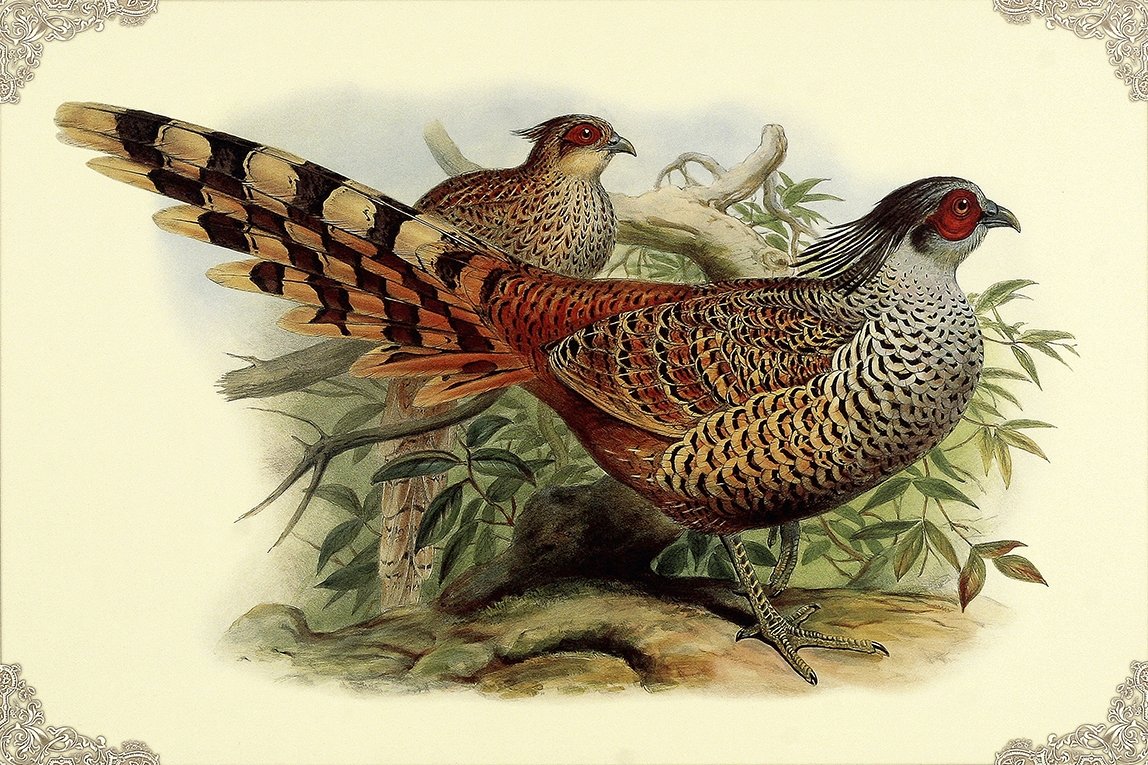 Трафарет фазан