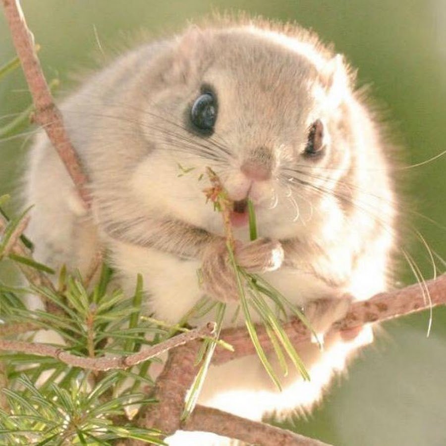 Милые лисята