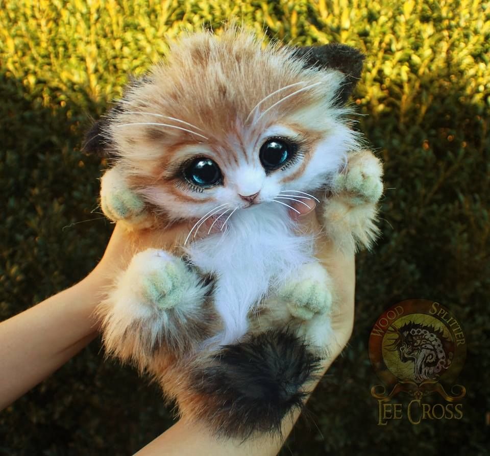 Японская летяга Момонга