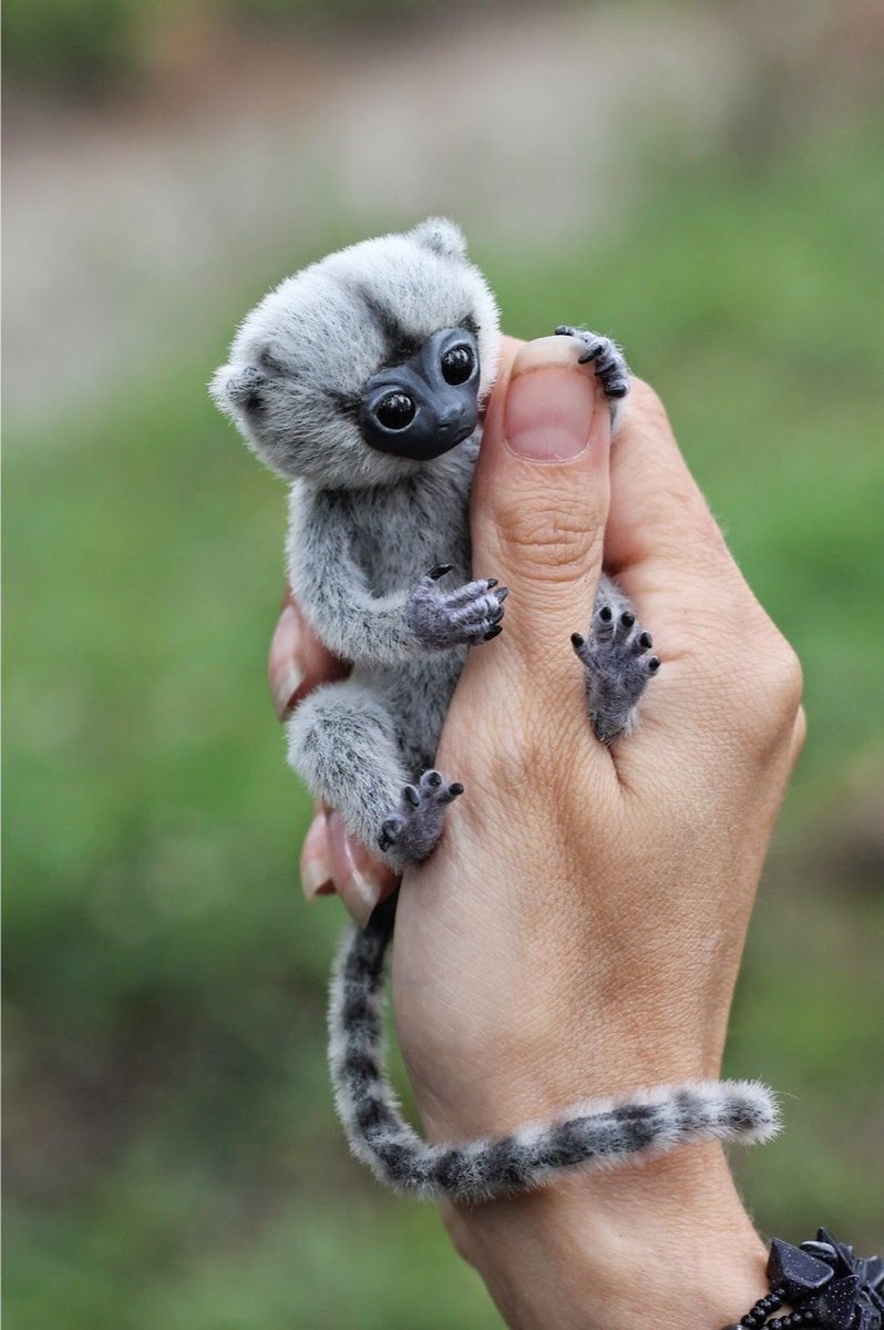 Самые милые львята в мире