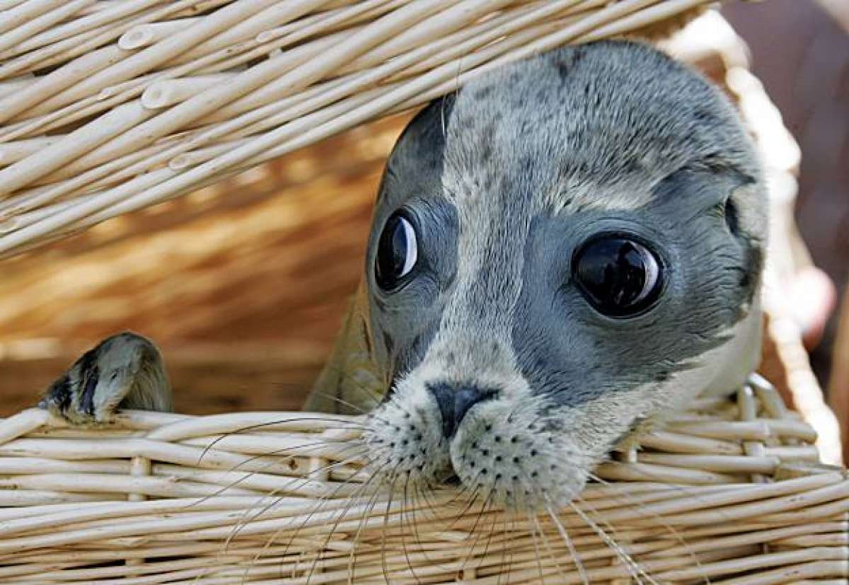 Игрушки Santaniel Inari Foxes