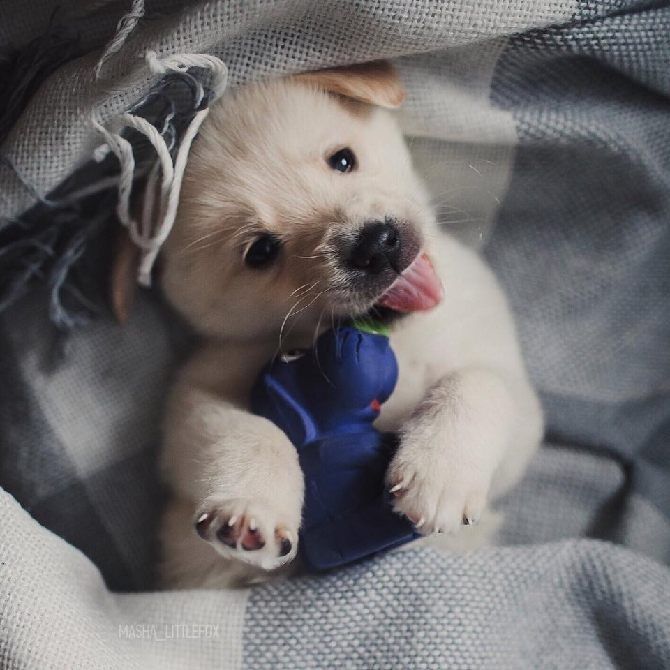 Мимимишные животные