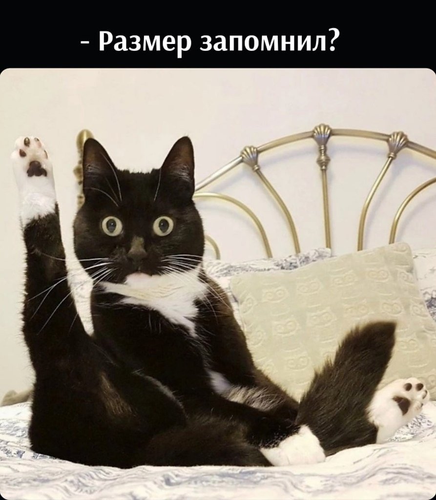 Офигевший кот
