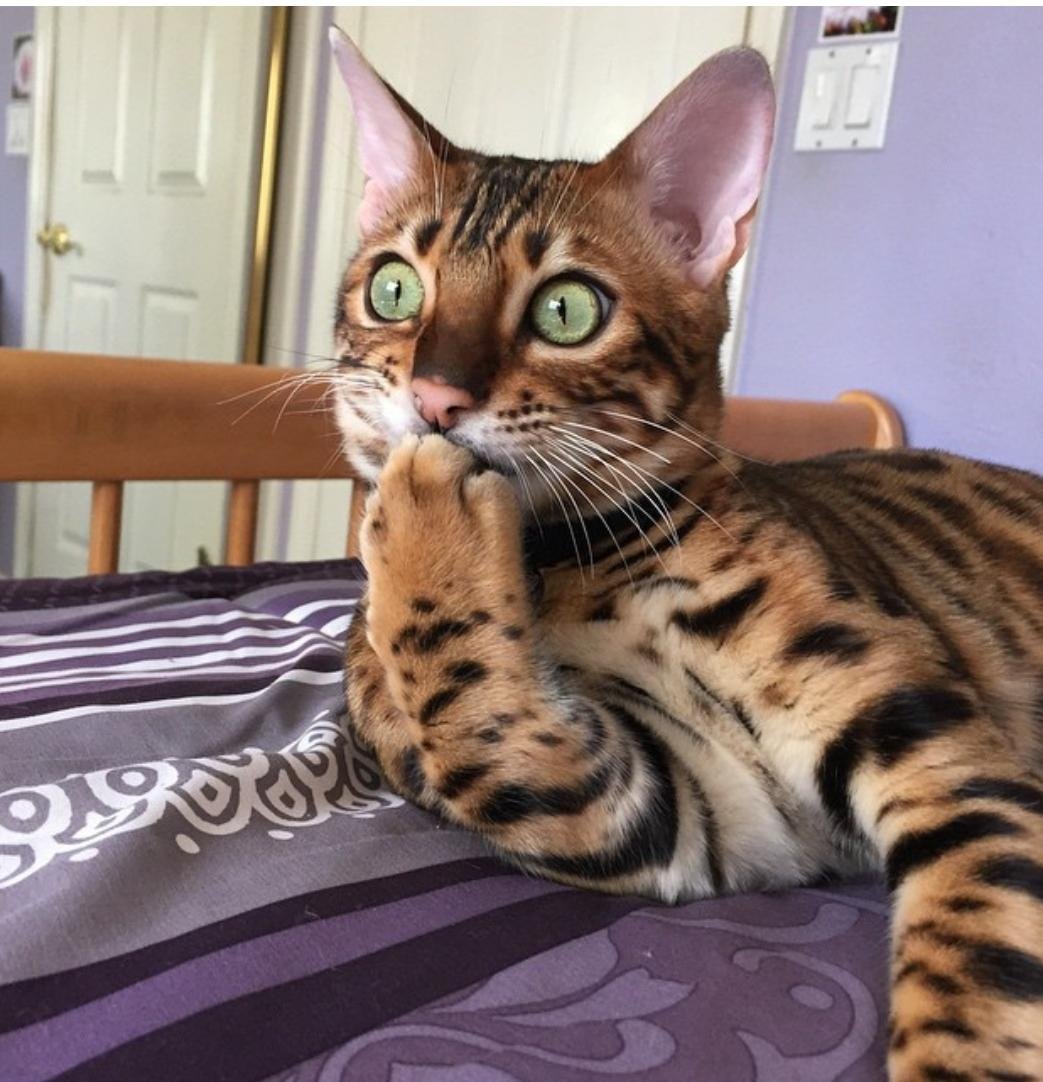 Офигевший кот