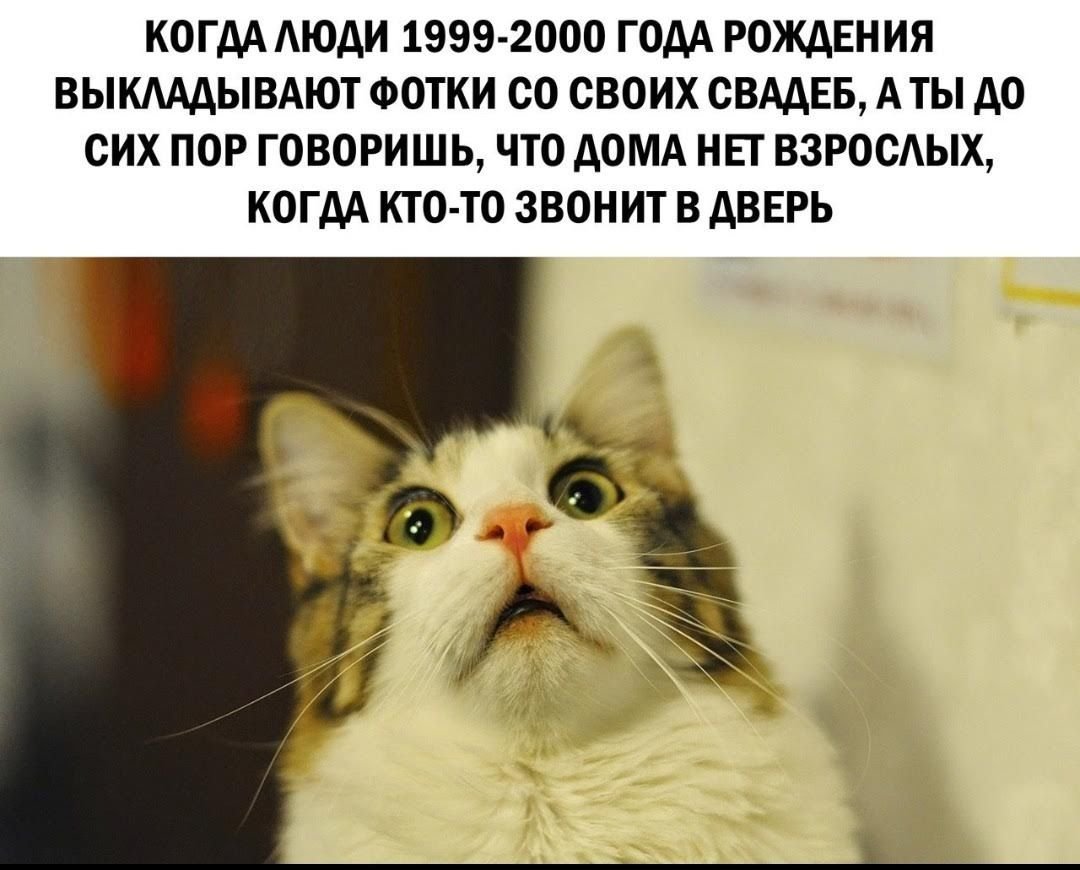 Прикольный кот