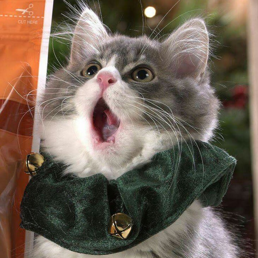 Коты удивление