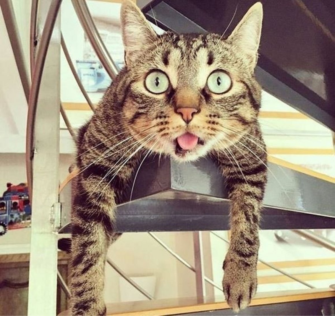 Удивленный кот