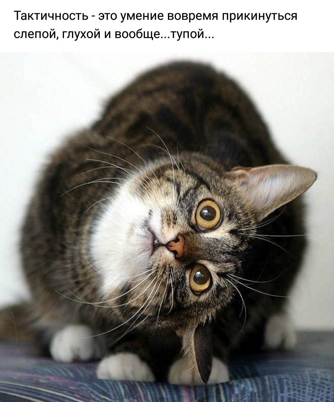 Кошка в шоке