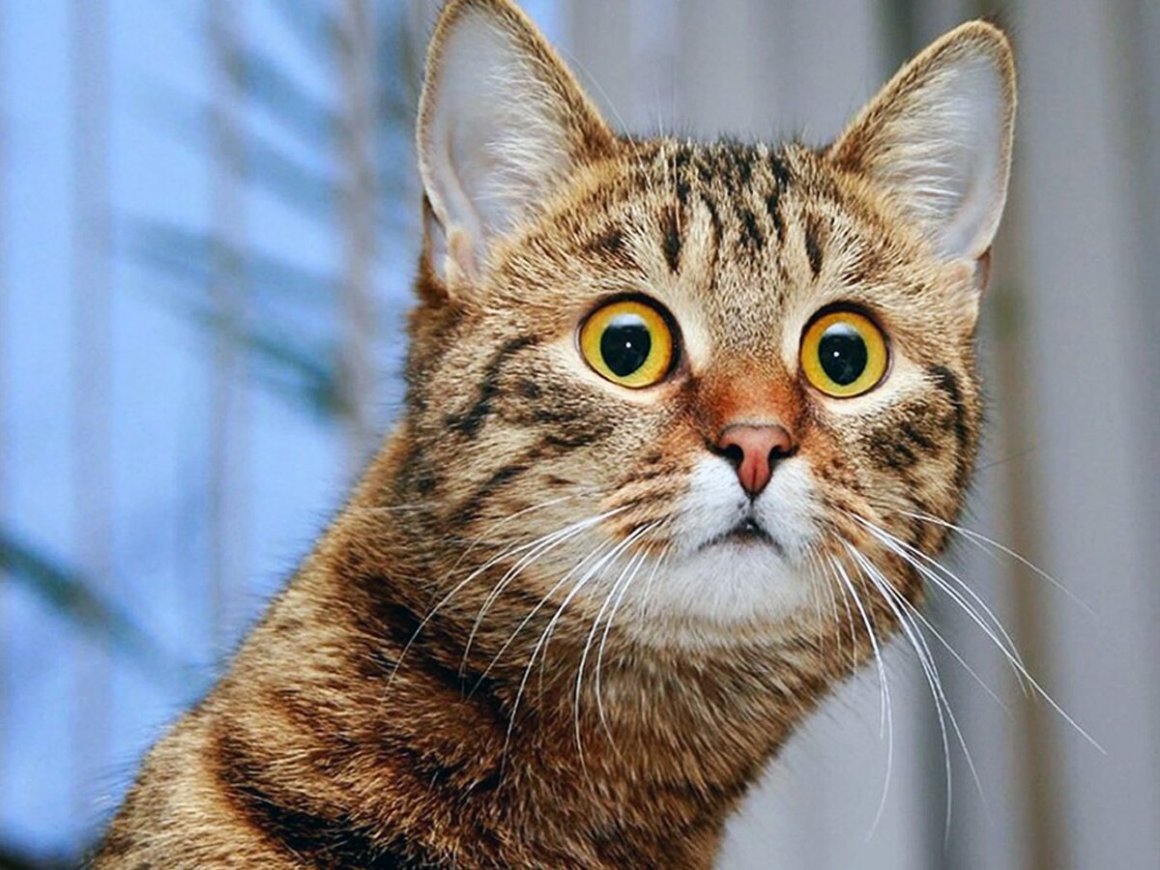 Кошка в шоке картинка