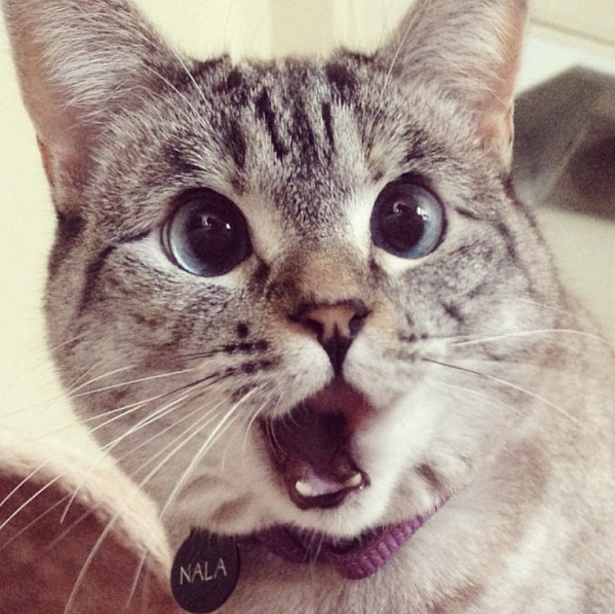 Кошка показывает язык