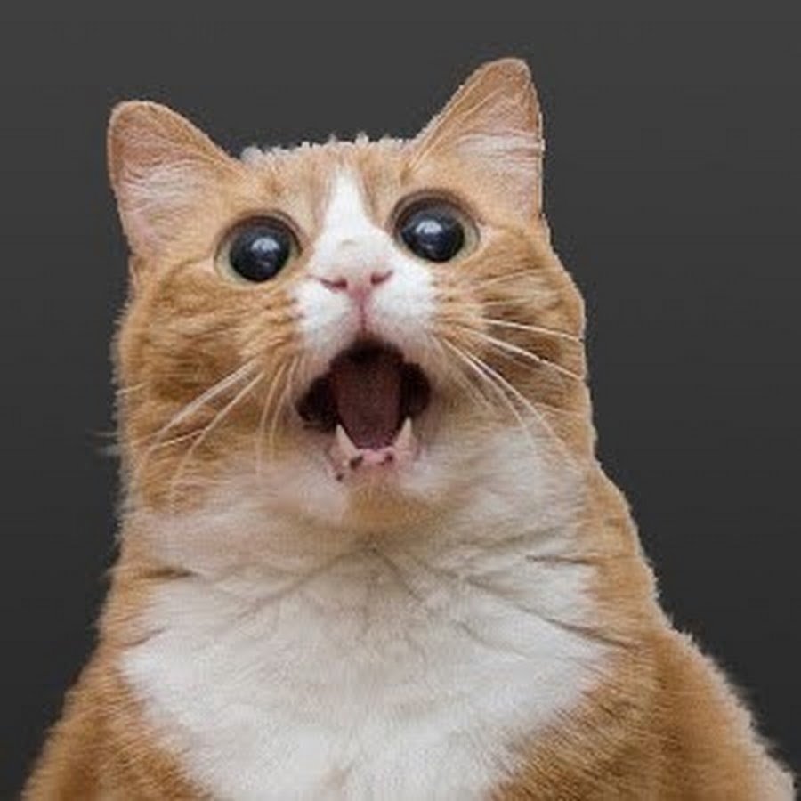 Косоглазый кот Джарвис