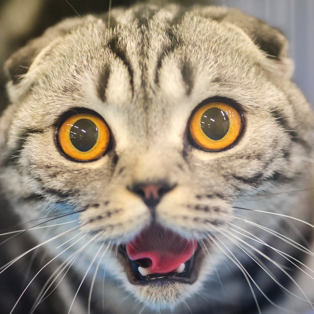 Кот в шоке
