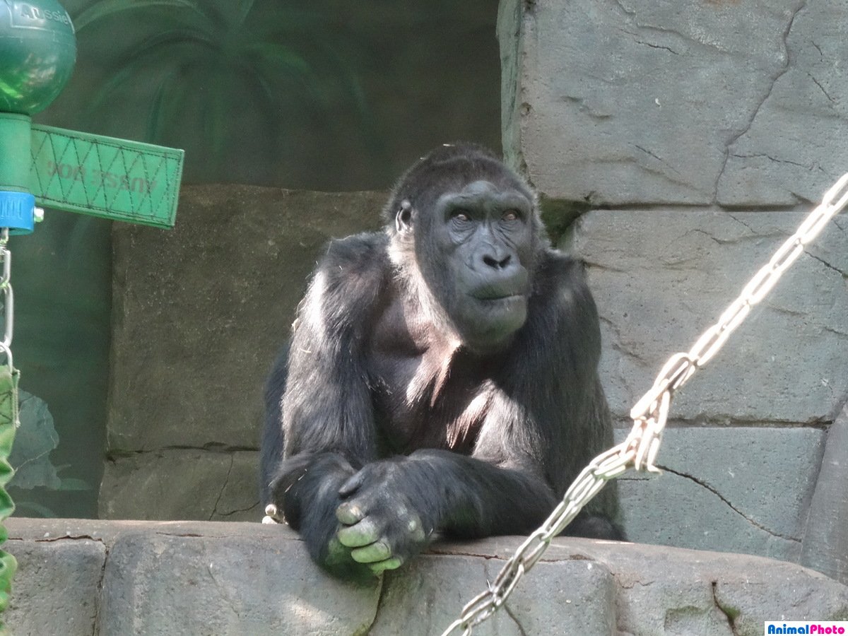 Обезьяний зоопарк