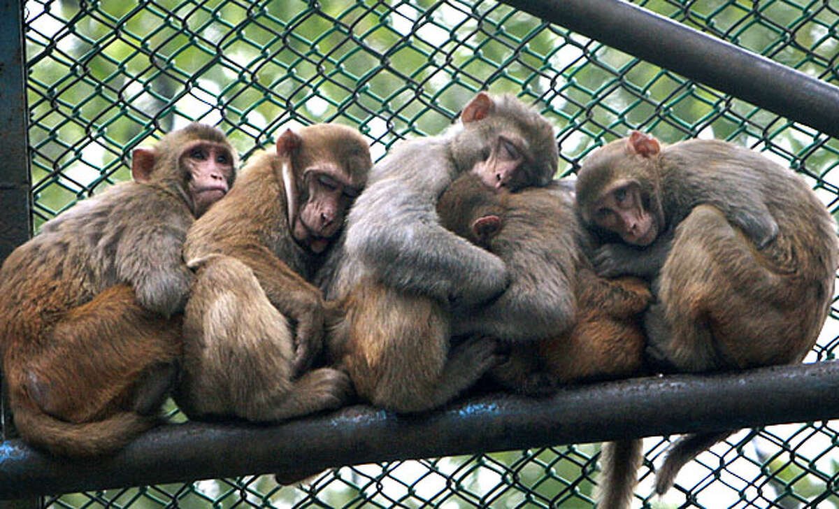 Бабуин в зоопарке