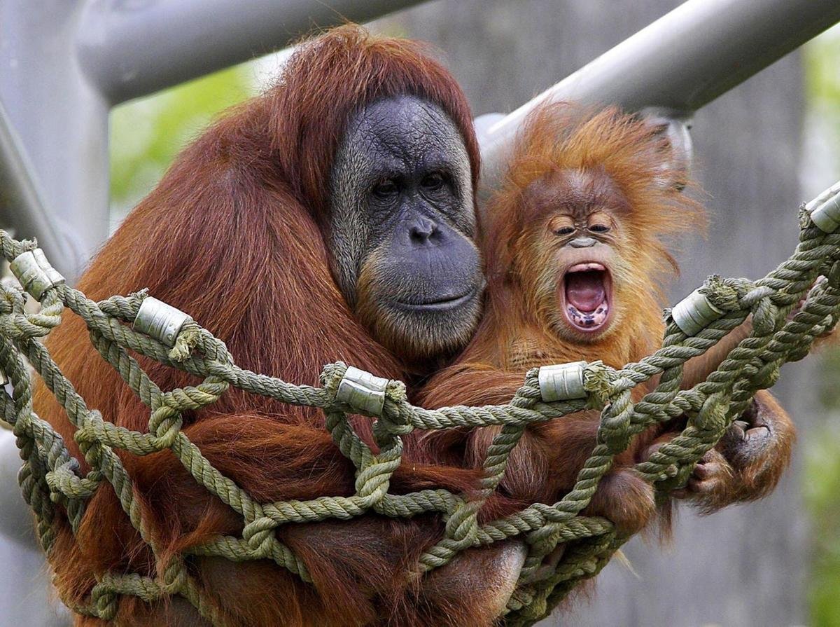 Японский макак в Московском зоопарке