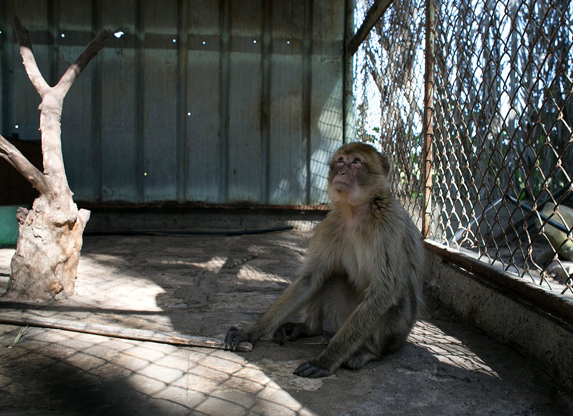 Сочинский Обезьяний питомник