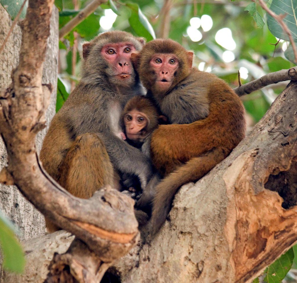 Медведь носач