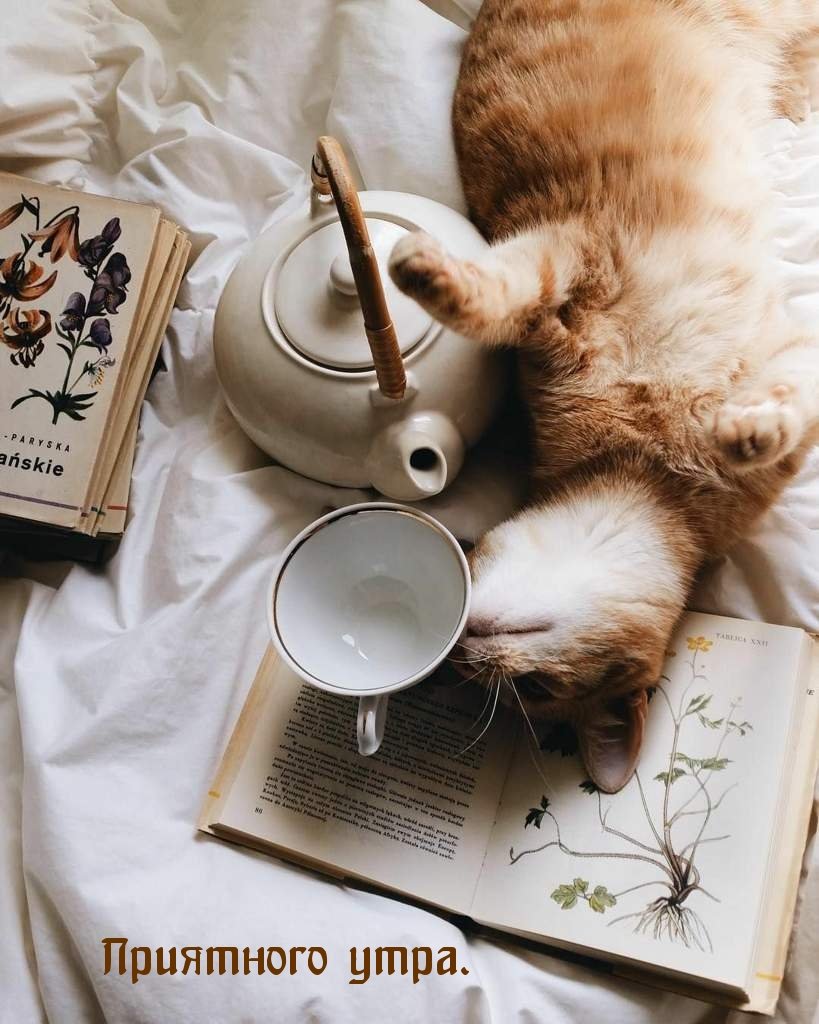 Коты в квадрате