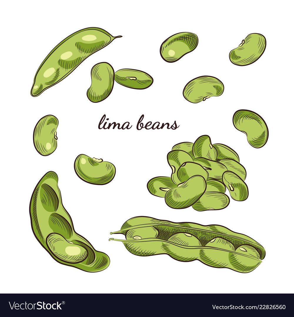 Фасоль скетч