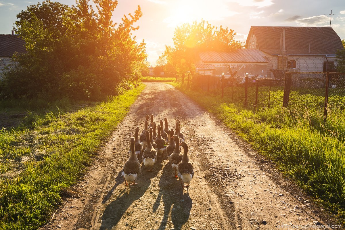 Лето в деревне