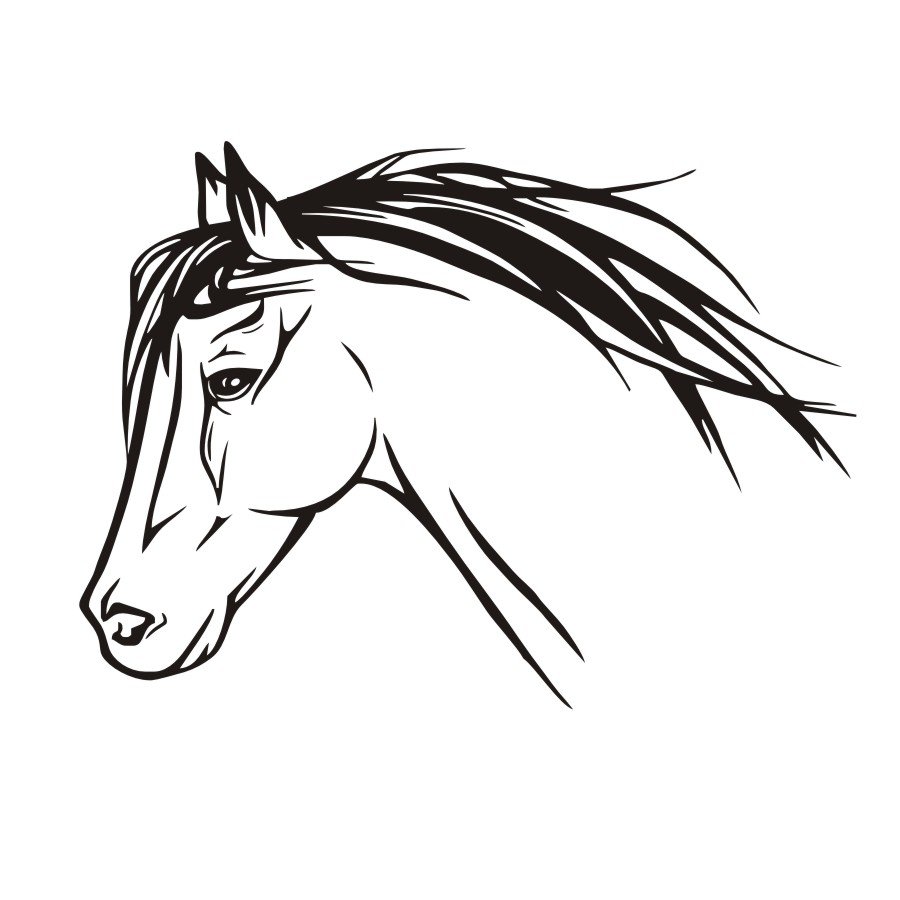 Голова лошади черно белая
