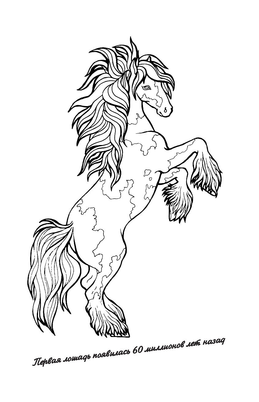 Веселые раскраски. Лошадки