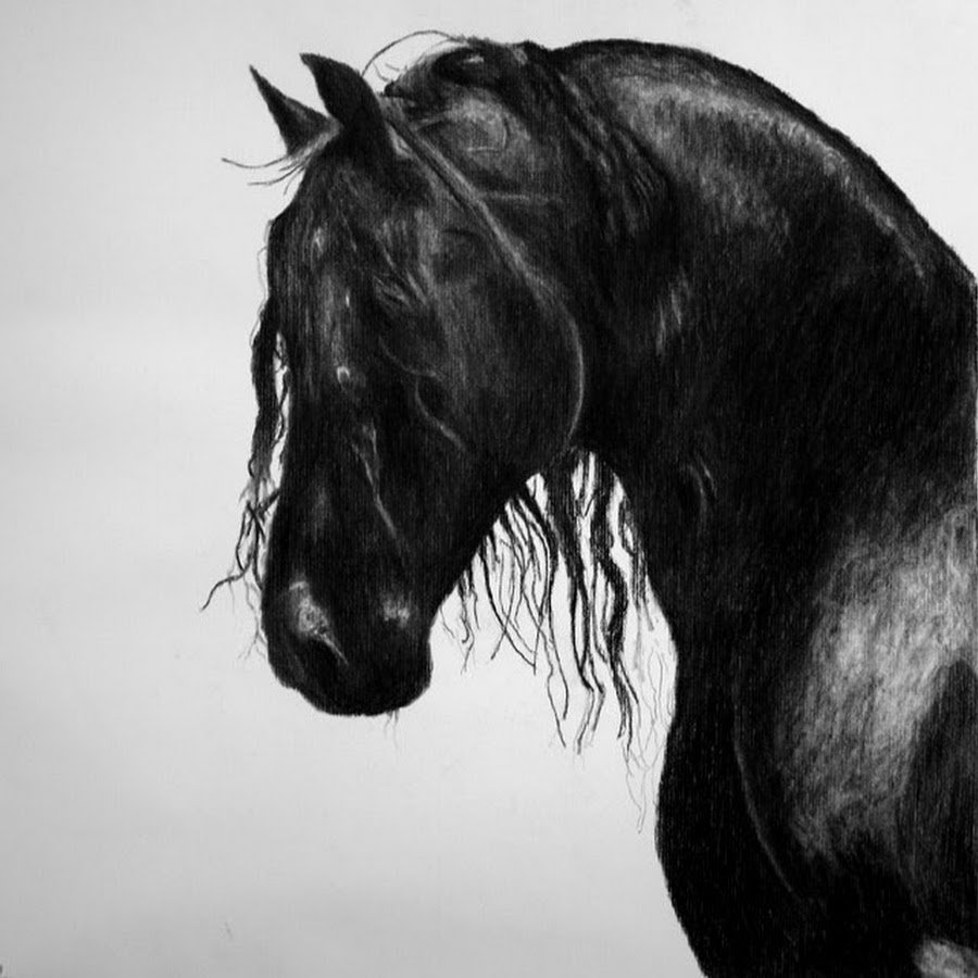 Черный конь морда