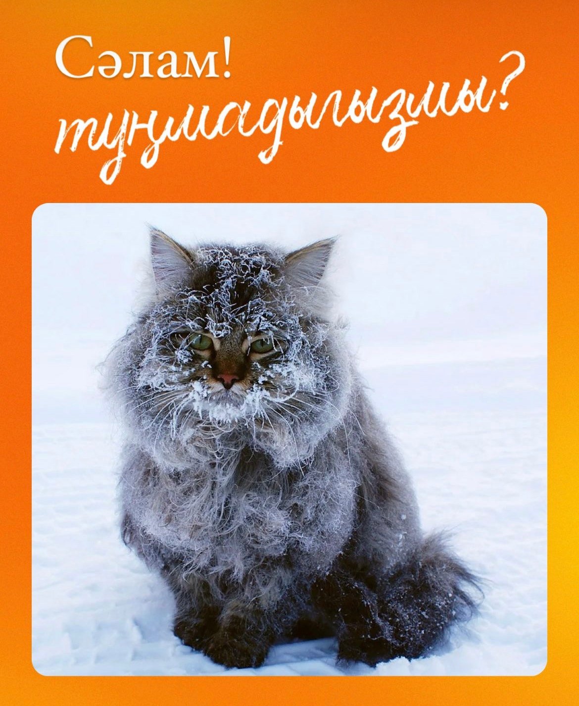 Зима смешно