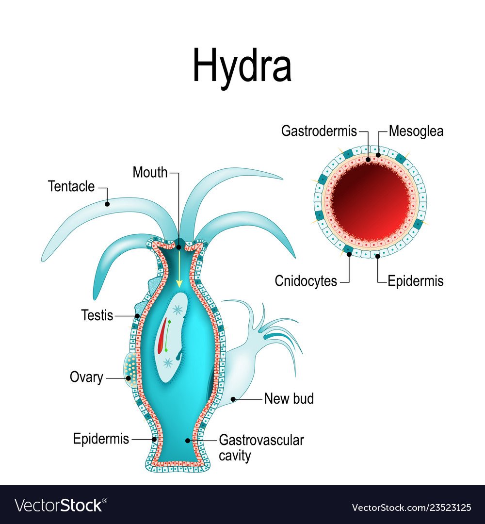 Hydra Anatomy