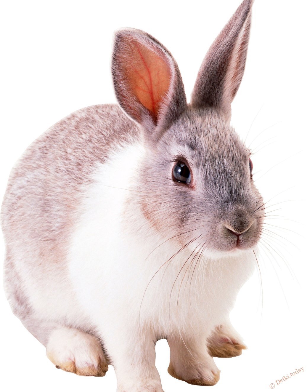 Заяц рисунок