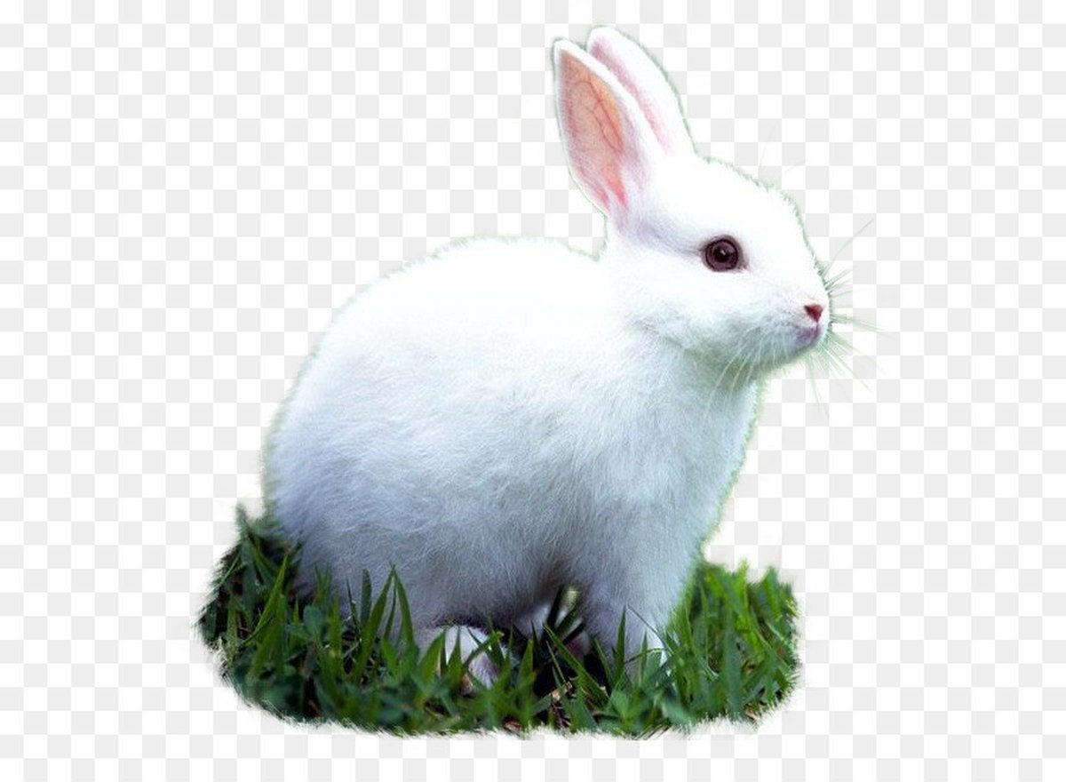 Милые мультяшные кролики