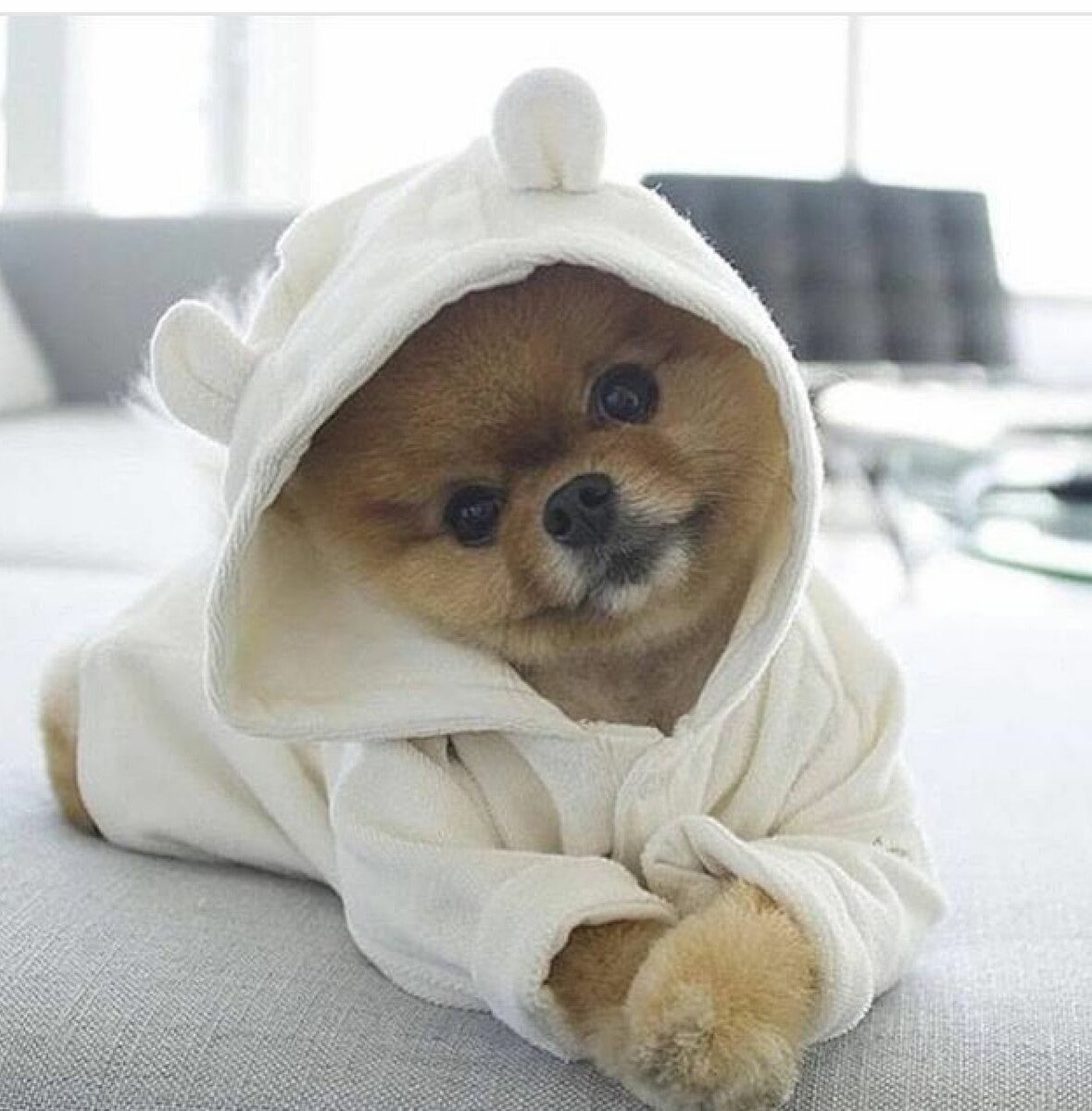 Померанский шпиц jiffpom белый