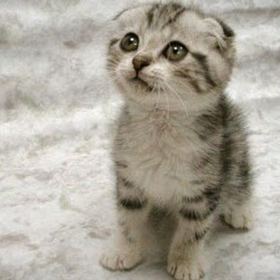 Демотиваторы дети и животные