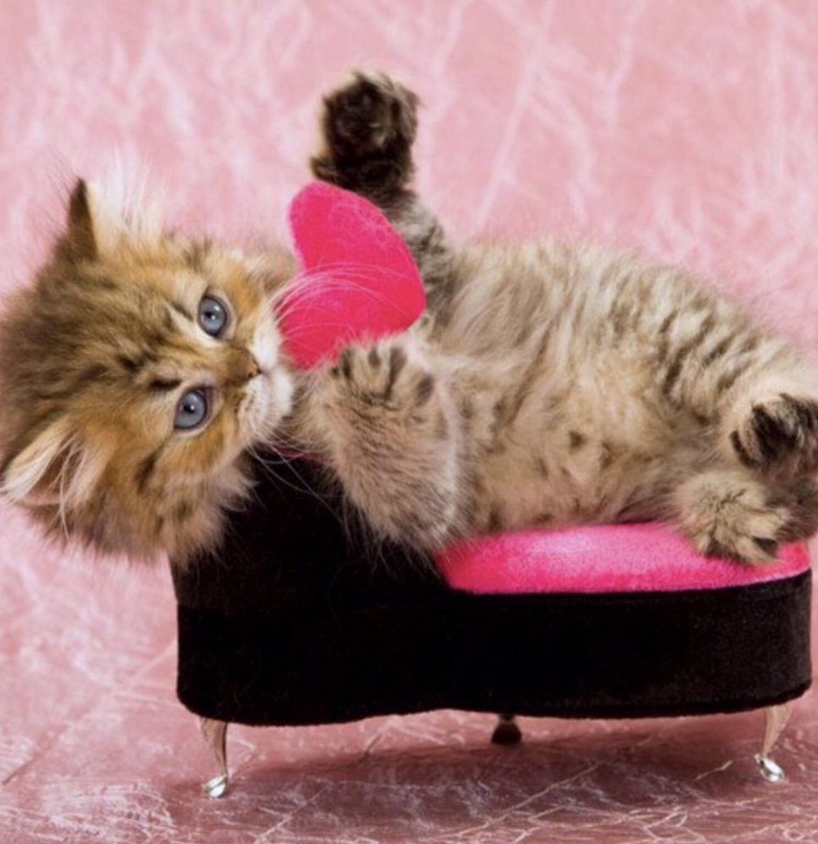 Открытки для девушки с котиками