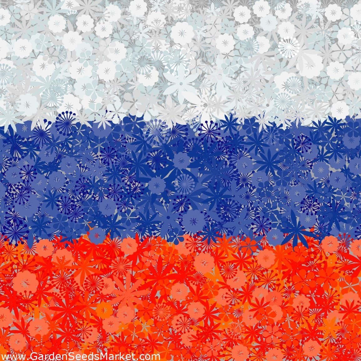 Картинка триколор для презентации