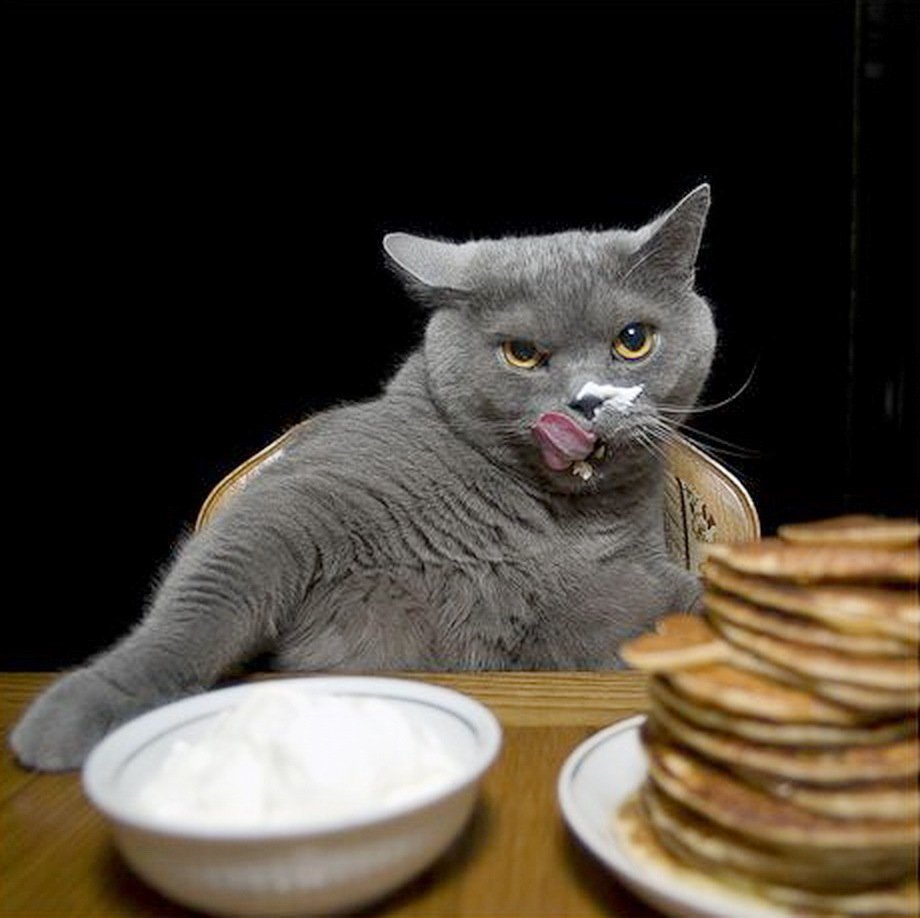 Кот с блинами на Масленицу