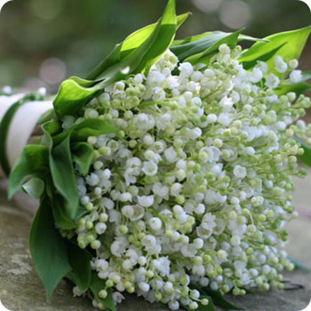 Фрея Ландыши