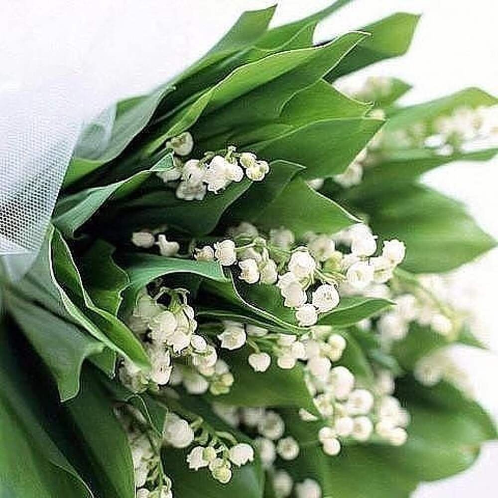 Красивые Ландыши