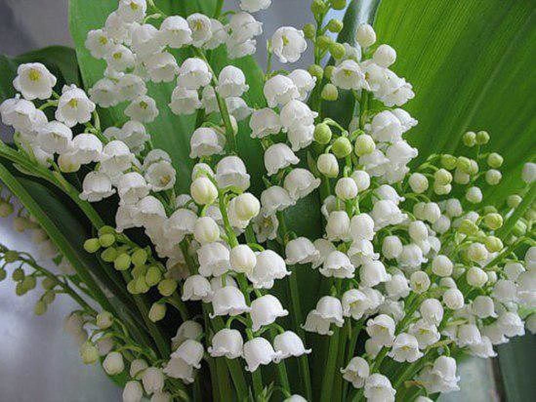 Фиалка Ле Ландыши