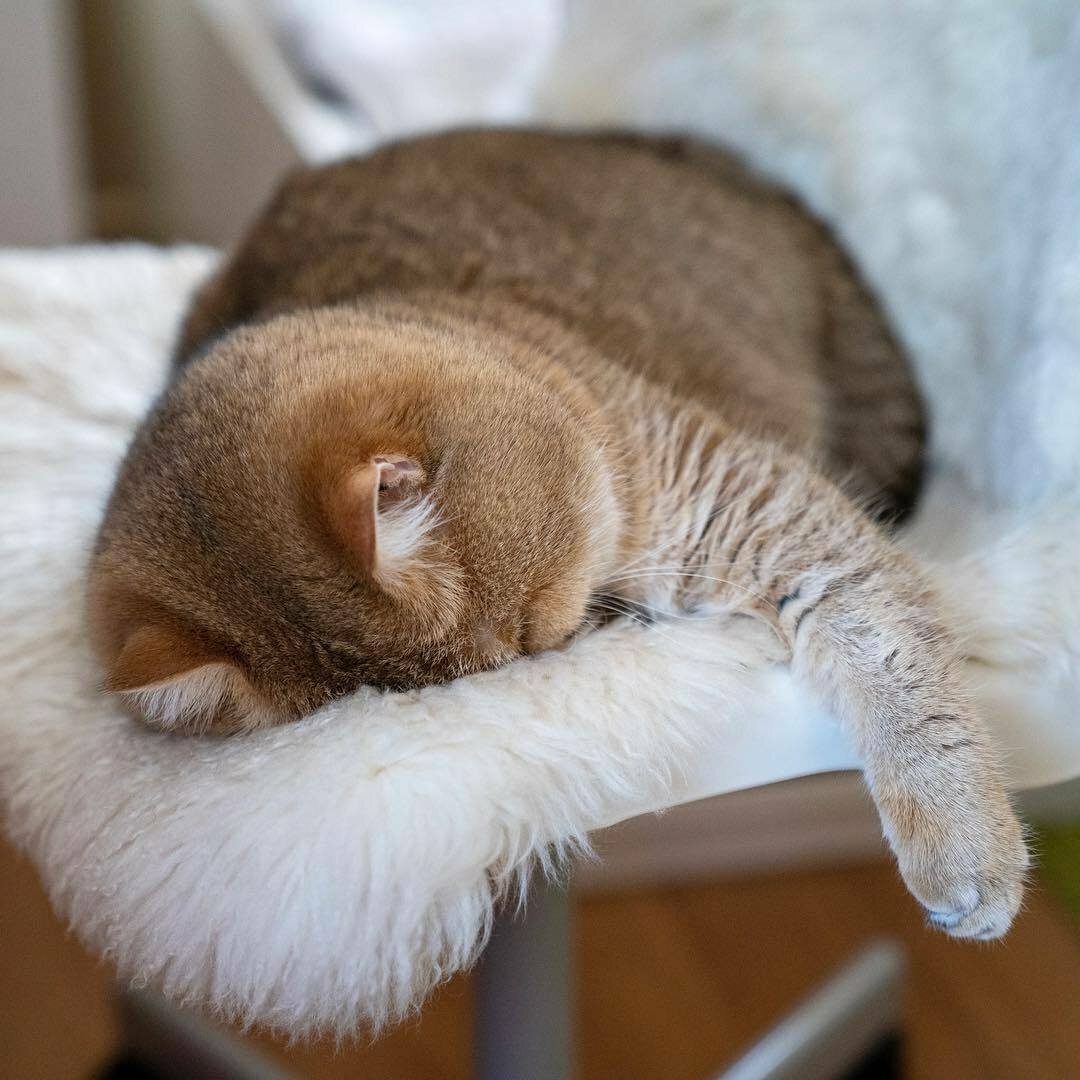 Кот дрыхнет