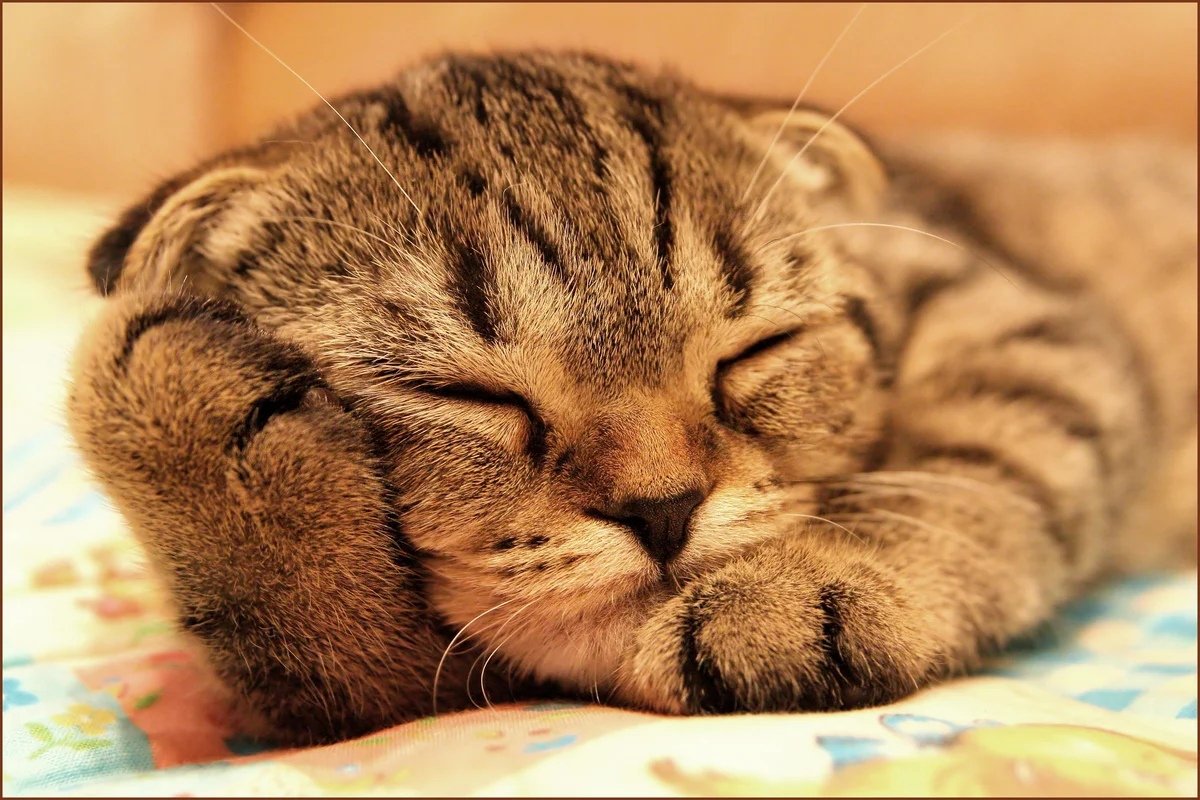 Спящий кот
