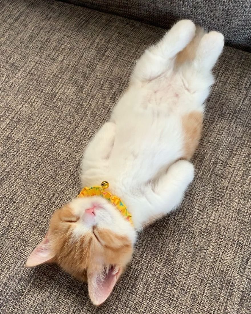 Крепкий сон залог здоровья смешные картинки