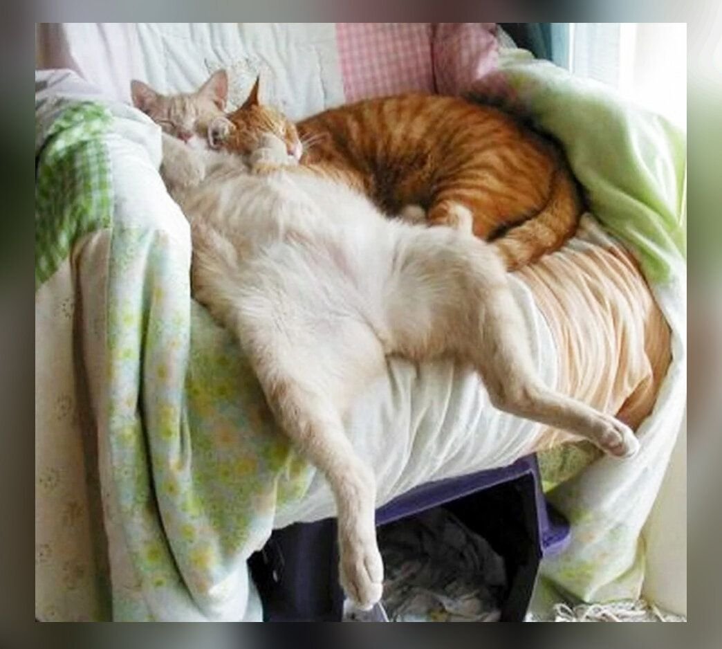 Кот смешно спит