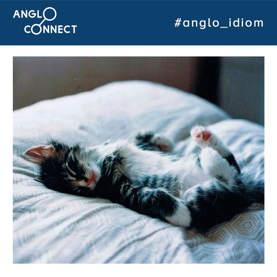 Спящие кошки