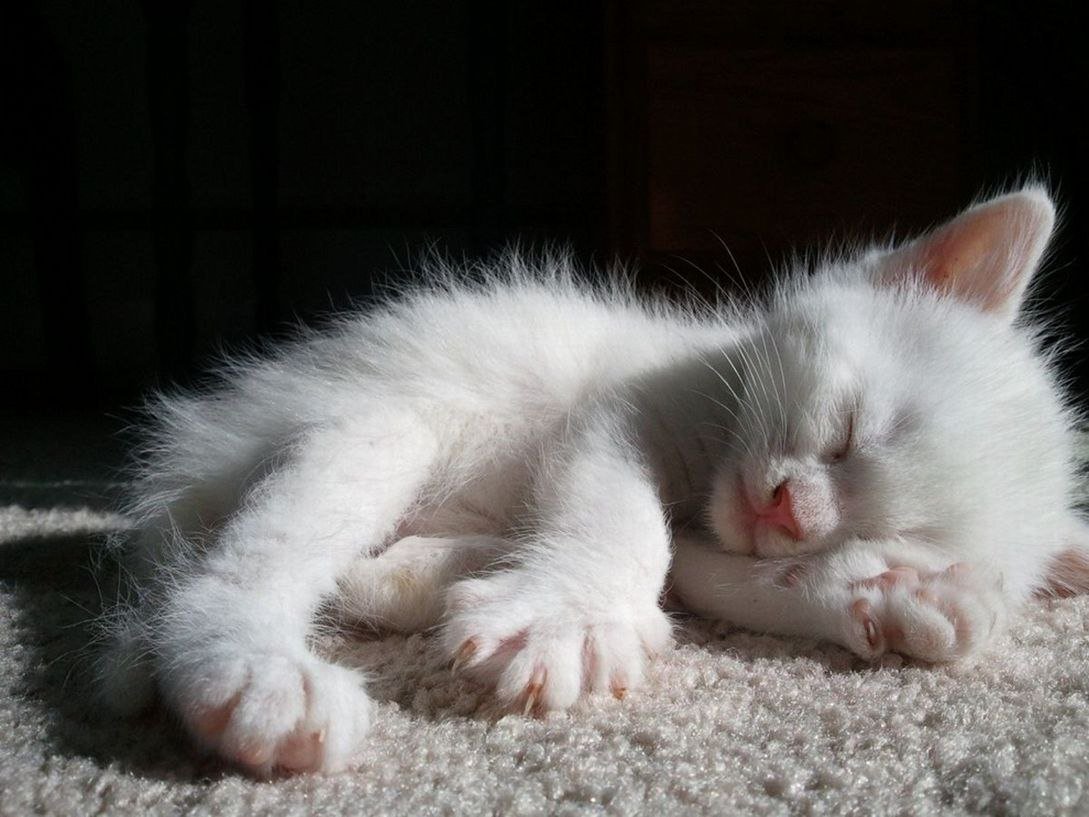 Спокойной ночи с кошками