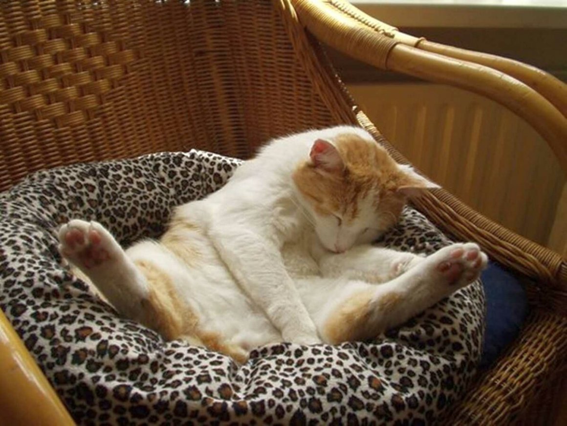 Кошка смешно спит